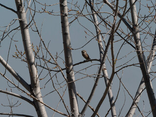 Daytime Sentinel: Owl Resting on a Branch