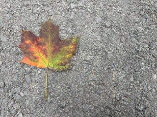 An isolated maple leaf signifying the fall season on an asphalt surface - 657688169