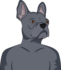 portrait of a French Bulldog dog