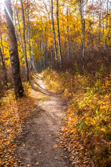 autumn in the forest