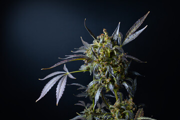 Large cannabis buds on a dark background. Close-up - 657690313