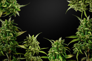 Large cannabis buds on a dark background. Mockup