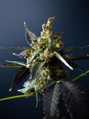 Large cannabis buds on a dark background. Close-up