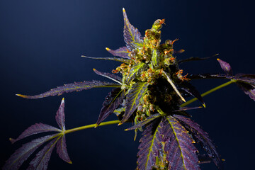 Large cannabis buds on a dark background. Close-up - 657690337