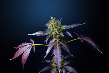 Large cannabis buds on a dark background. Close-up