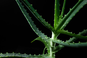 Aloe vera leaf with water drops on a black background. Natural abstract texture - 657690590