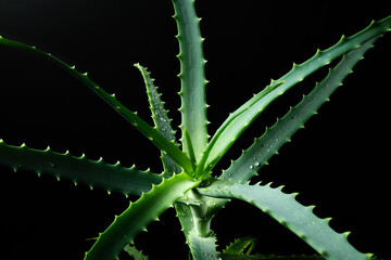 Aloe vera leaf with water drops on a black background. Natural abstract texture - 657690599