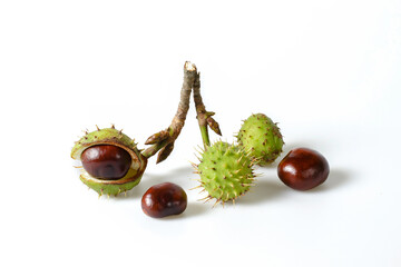 Autumn horse chestnut with peel on a white background. Isolated - 657690994