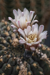 White cactus flower in detail.