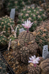 White cactus flower in detail.