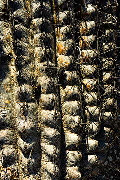 Closeup of a Saguaro cactus, Mount Lemmon, Tucson, Arizona