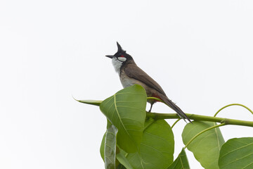 Birds: Red-whiskered bulbul (Pycnonotus jocosus)