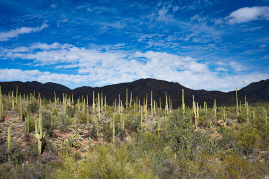A forest of Saguaro cactus in the desert, Tucson, Arizona