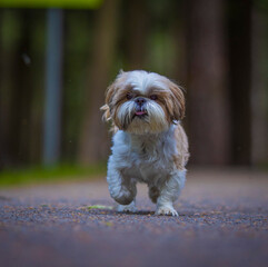 shih tzu dog runs along the road in the park in summer