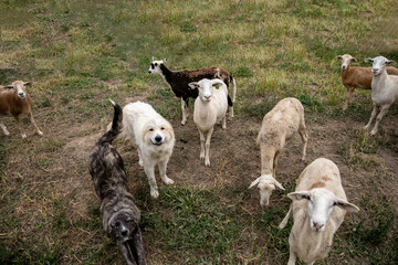 Fototapeta premium Sheep on a small family farm