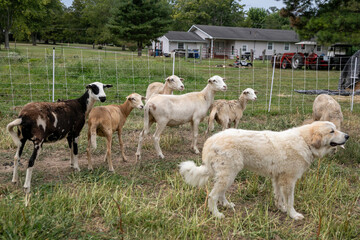 Fototapeta premium Sheep on a small family farm