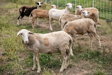Fototapeta premium Sheep on a small family farm