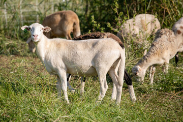 Naklejka na ściany i meble Sheep on a small family farm