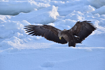 Bird watching with floating ices in winter