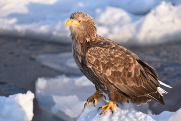 Bird watching with floating ices in winter