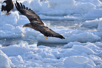Bird watching with floating ices in winter