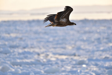 Bird watching with floating ices in winter