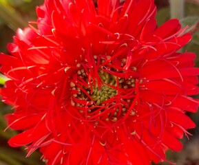 red gerbera dahlia flower
