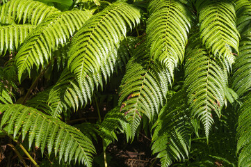 Sunlight on Green Ferns in a Grotto in the Manoa Valley, Oahu, Hawaii.