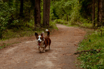 Pembroke corgi running through the woods in forest