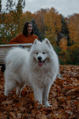 Fluffy white Samoyed dog in an autumn park with its owner