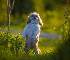 shih tzu dog in the green grass in the park in summer