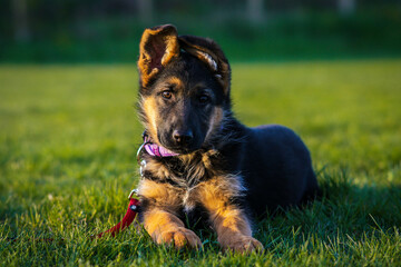 german shepherd dog on grass