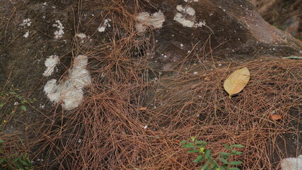 dry pine needles on the stone at forest, nature background. design element