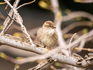 Solitary Serenade: A Sparrow Perched on a Branch