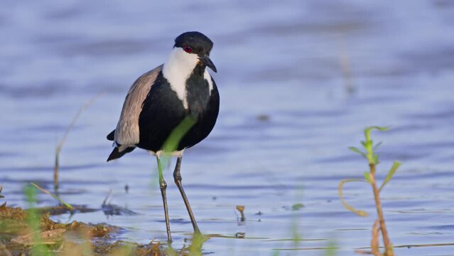 Long lens pan of a black-winged lapwing (Vanellus melanopterus) feeding on shallow waters and stops to look directly at the camera during the evening in East Africa.
