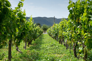 vineyard in the summer