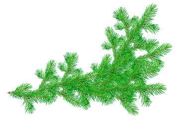 Fir branch isolated on transparent background.
