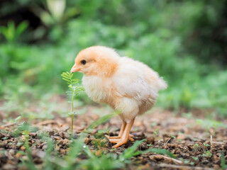 A chicken baby in the garden