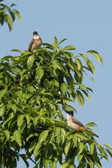 Birds: brown-breasted bulbuls (Pycnonotus xanthorrhous)