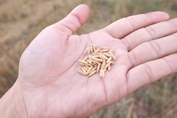 The Grain of the New Origin ，A Rice Seed's Journey。