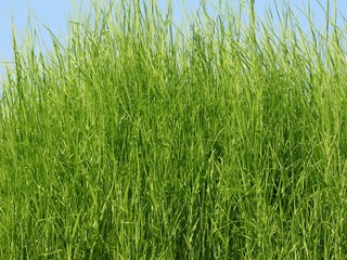 gras in the wind background