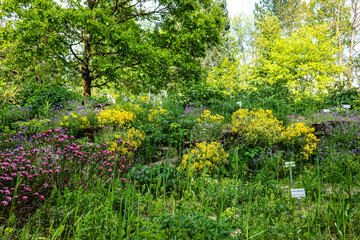 Meadow with flowers and plants at the Ecology and Botanic Garden in Bayreuth, Germany.