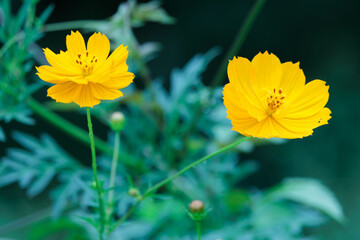初秋の代表的な花のコスモス