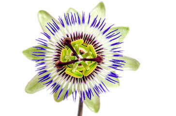 Close up passiflora. Passion Flower Passiflora caerulea on white background. Beautiful passion...