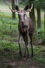 Portrait of Moose in zoo