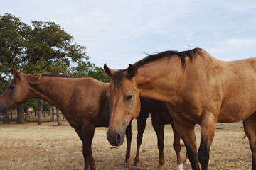 Obraz na płótnie Canvas Bay horses on Texas ranch closeup in rural field being curious.