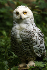 Portrait of Snowy owl in zoo