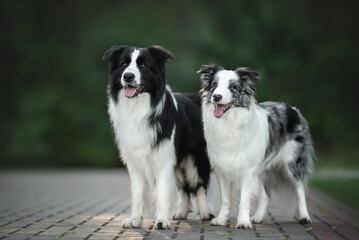 Outdoors photo of pair border collie dogs black white and blue merle standing and looking in camera on green summer park background