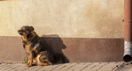 Nieco kudłaty pies siedzi w słońcu pod ścianą  i patrzy przed siebie w zamyśleniu. Oświetlona słońcem ściana i blaszana rynna starego domu. - obrazy, fototapety, plakaty