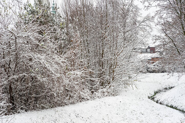 Drzewa i trawa w parku miejskim przykryte świerzo spadłym puszytym białym śniegiem . Pomiędzy gałęziami widać  wieżę zabytkowego kościoła. - obrazy, fototapety, plakaty